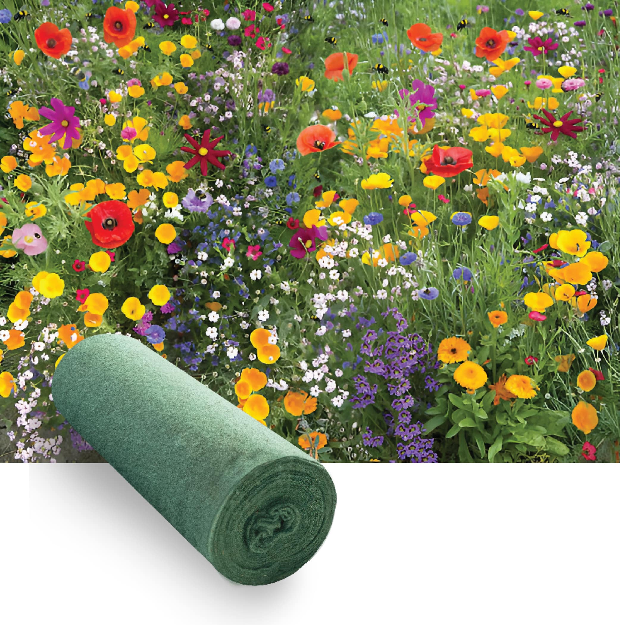 Frömatta Ängsblommor